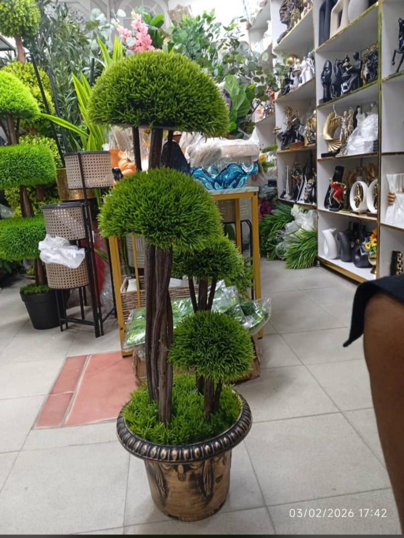 Cloud-pruned topiary tree in decorative pot